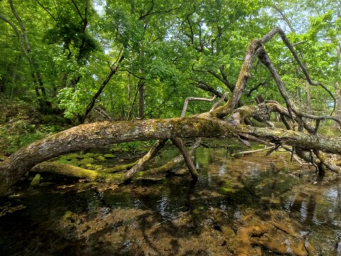 釧路川源流　鏡の間
